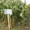 семена кукурузы Машук 250 ВНИИ Кукурузы в Нижнем Новгороде