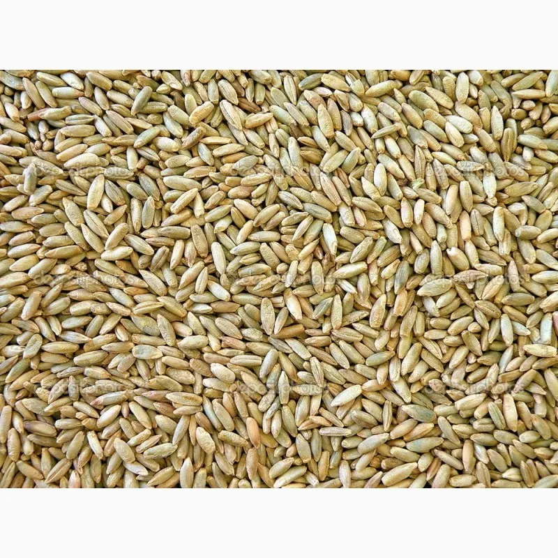 пшеница от КФХ. в Городце