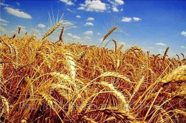  Пшеницу 5 Класс, Ячмень в Нижнем Новгороде