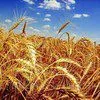  Пшеницу 5 Класс, Ячмень в Нижнем Новгороде