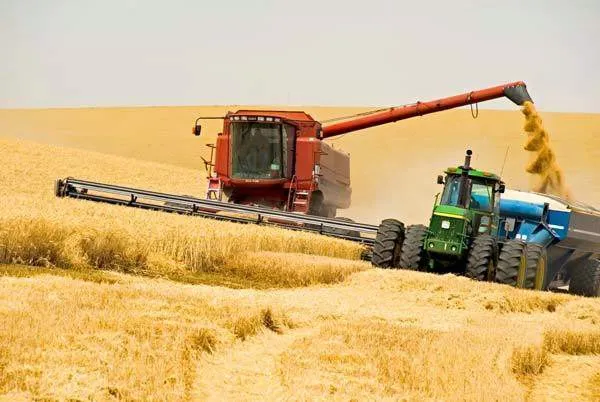  Пшеница 3 класс в объеме 5000 тонн в Нижнем Новгороде