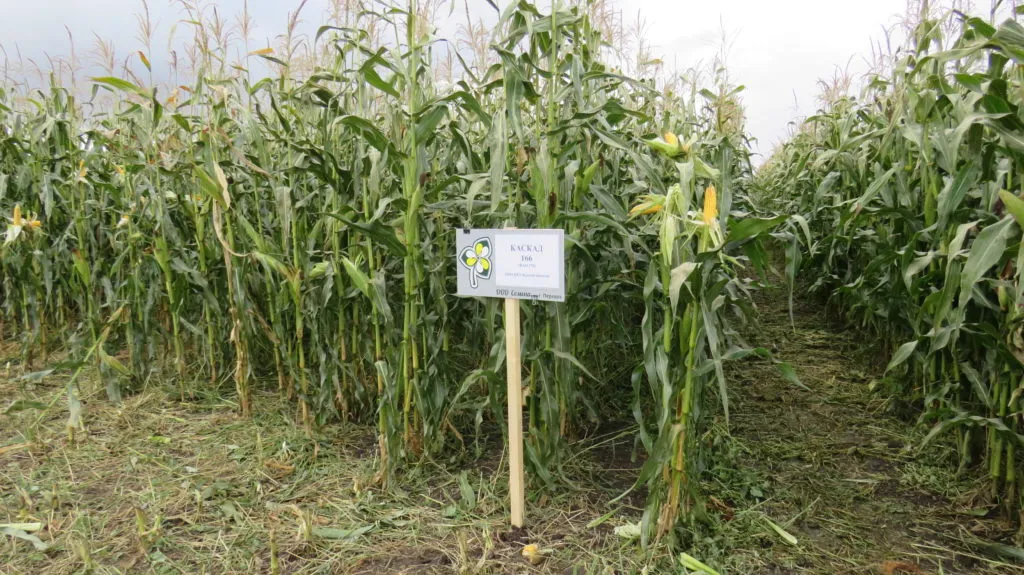 семена кукурузы Каскад 166 в Нижнем Новгороде