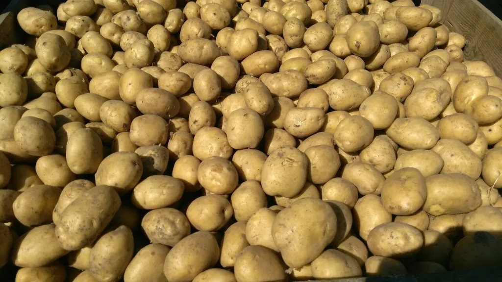 фотография продукта Семенной картофель Коломбо и Ривьера опт