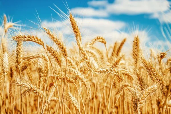 пшеница 3 класс  в Нижнем Новгороде и Нижегородской области