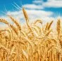 пшеница 3 класс  в Нижнем Новгороде и Нижегородской области