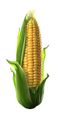 фотография продукта Закупаем кукурузу большими объемами