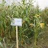 семена кукурузы Катерина  ВНИИ Кукурузы в Нижнем Новгороде