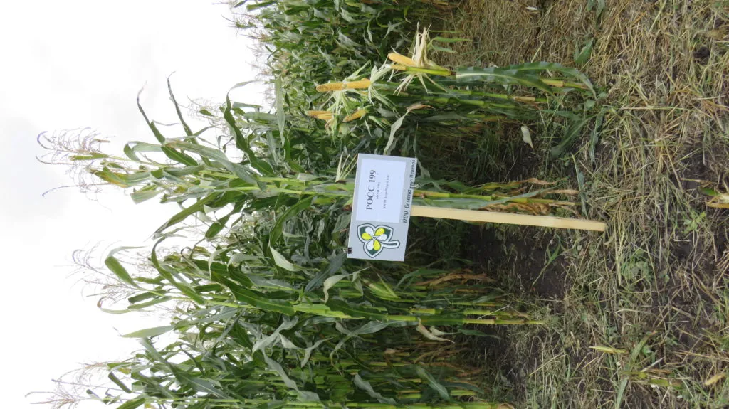 семена кукурузы РОСС199 МВ в Нижнем Новгороде