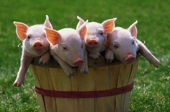 фотография продукта Экструдированный корм для свиней